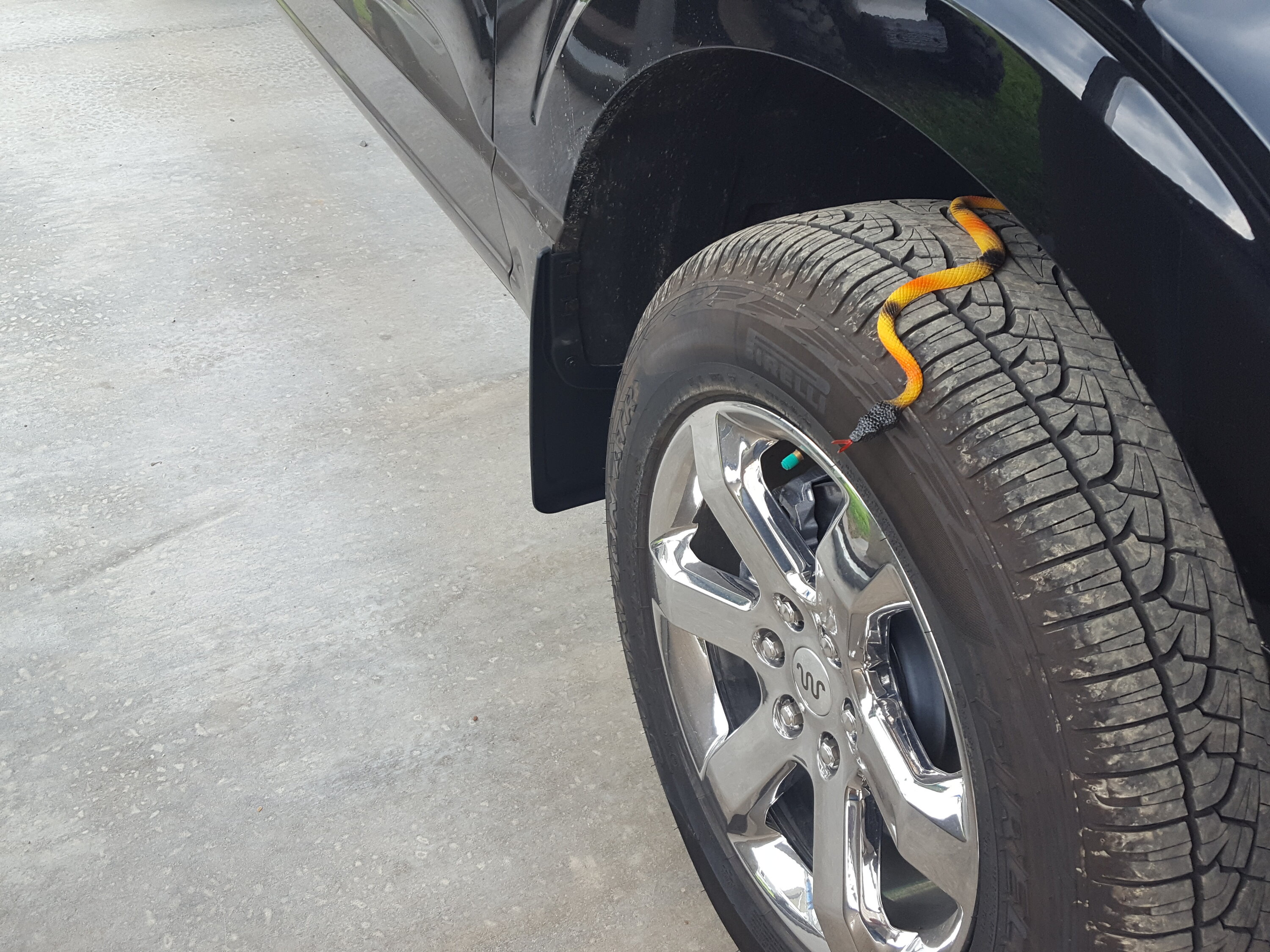 Ford F-150 Stock Hankook tires on FX4 for forest roads wheel liners splash guards (7)